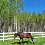Ельдякская крепость — конные прогулки